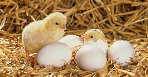 rüyada civciv yumurtası görmek